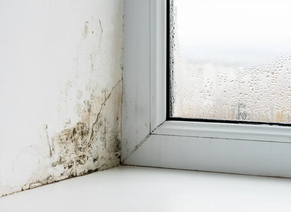 Fix My Condensation Problem in Blackburn