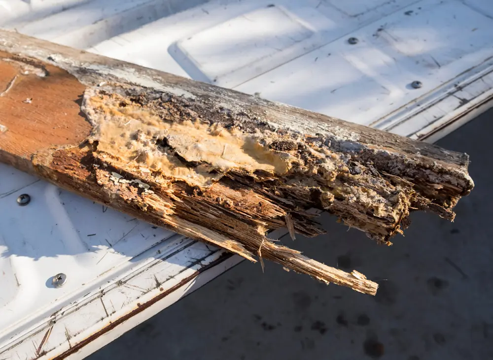 Fix Dry Rot in Blackburn